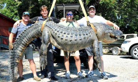 Alligator weighing almost 700 lbs. caught in Mississippi