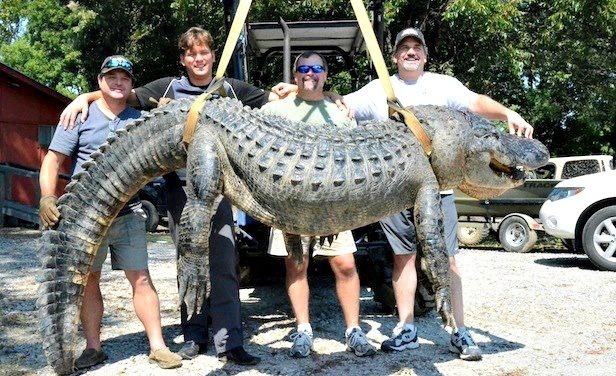 Alligator weighing almost 700 lbs. caught in Mississippi