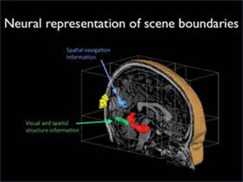 The Brain Senses Boundaries, New Research Reveals