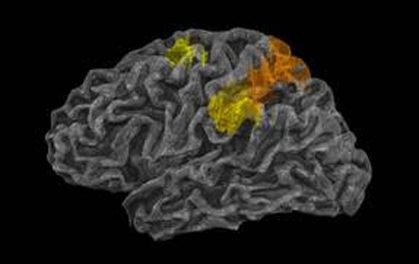 The Human Brain’s ‘Physics Engine’ Found!