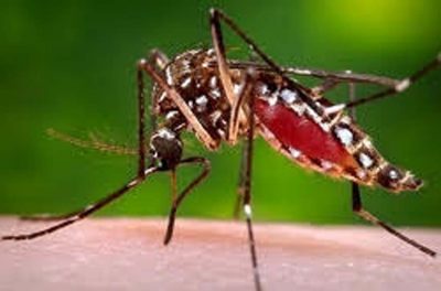 New Evidence Supports Biological Link  Between Zika Infection and Guillian-Barrė Syndrome
