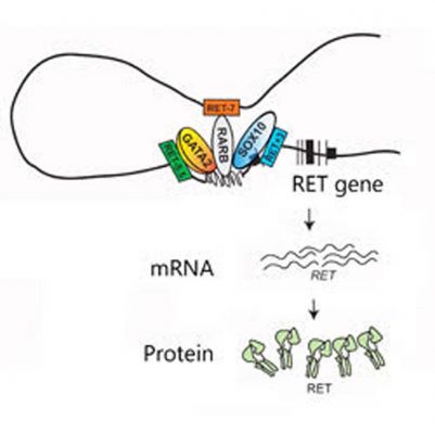 Mutations in RET’s three enhancers (RET -7, RET -5.5 and RET +3) can disrupt the binding of their transcription factors (RARB, GATA2 and SOX10, respectively) and alter the activation of the RET gene and the production of RET mRNA and protein. (Credit: Cell Press)