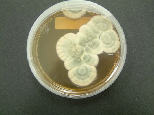 Penicillium chrysogenum, credit Wikipedia